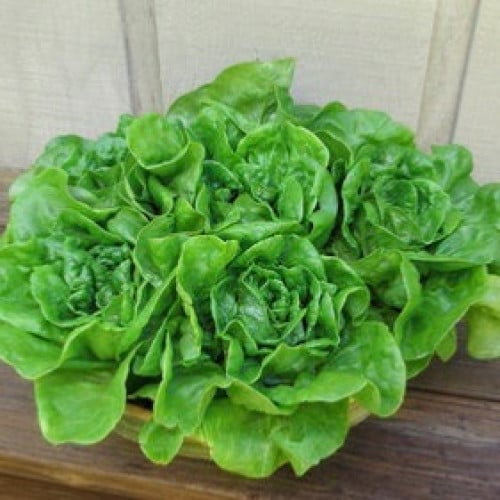 خس صغار الحديقة - Lettuce Garden Babies Butterhead