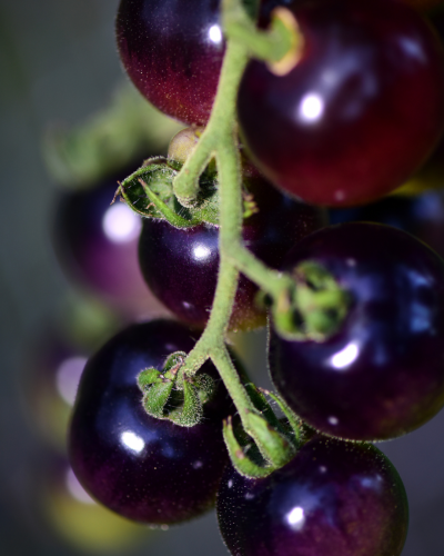 طماطم التوت الأزرق الكرزي - Blueberry Tomato