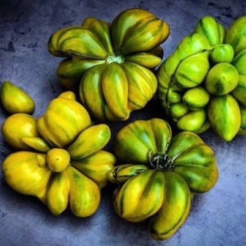 طماطم فيل اثنان - Tomato, Phil's Two