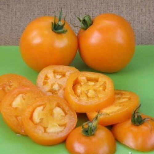 طماطم اليوسفي الياباني - Japanese Slicing Tomato Mandarin Cross