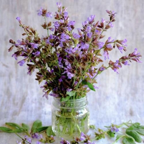 مرامية الأوراق العريضة - Broad Leaf Sage