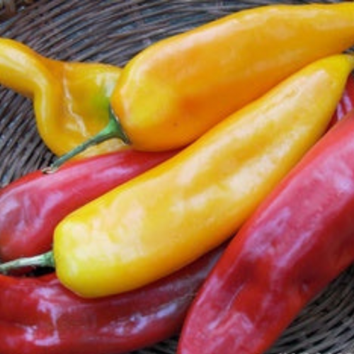 مكس فلفل إيطالي حلو قرن الثور - Italian Roasting Peppers Corno di Toro Mix