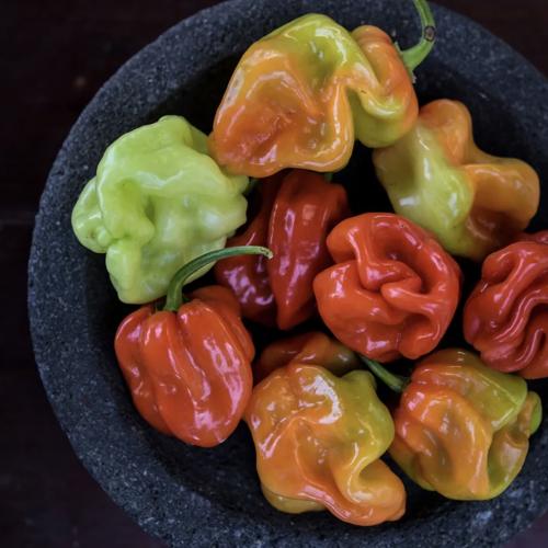 فلفل حار اجي تشومبو - Aji Chombo Hot Pepper
