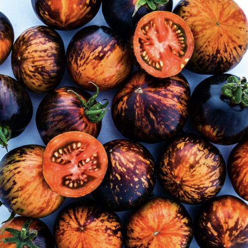 طماطم ملكة الليل - Queen of the Night Tomato