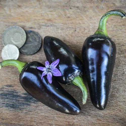 فلفل حار أسود هنغاري - Black Hungarian Hot Pepper