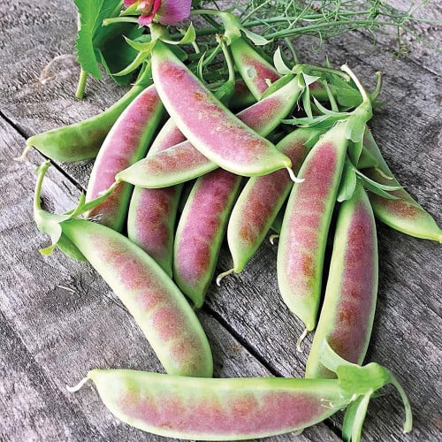 بازلاء الربيع - Spring Blush Pea