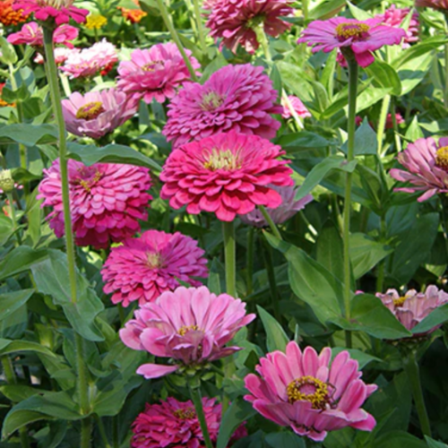 زينيا التوت - Raspberry Sorbet Zinnias