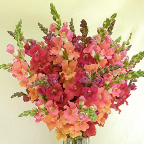 فم السمكة كريمة لهيب الصيف - Chantilly Summer Flame Snapdragons