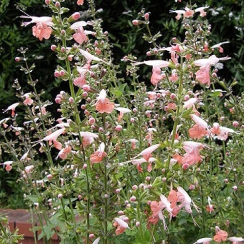 سالفيا حورية المرجان - Salvia Coral Nymph