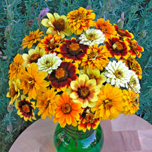 زينيا السجاد الفارسي - Persian Carpet Zinnias