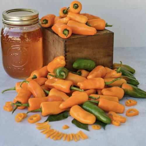 فلفل حار داتيل - Datil Hot Pepper