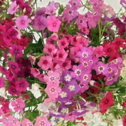 فلوكس النسيج الهولندى - Dutch Tapestry Phlox