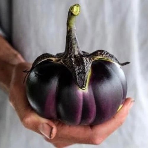 باذنجان ياباني ناجاوكا - Nagaoka Kinchaku Eggplant