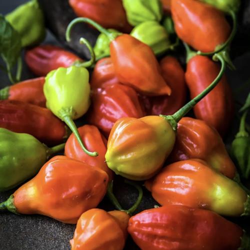 فلفل حار الغابة المطيرة - Rain Forest Chili