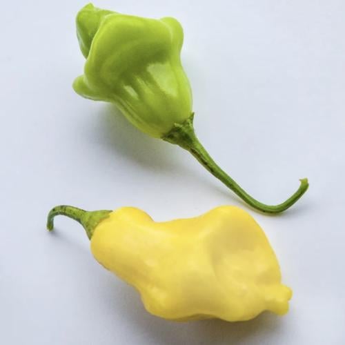 فلفل حار آجي الخيال - Aji Fantasy Hot Pepper