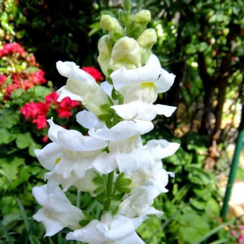 فم السمكة بيضاء - White Snowflake Snapdragon
