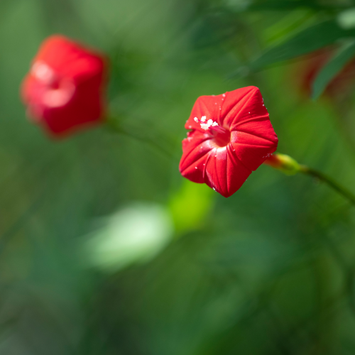 متسلقة كاردينال - Cardinal Climber