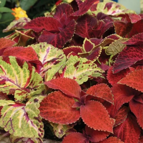 مكس سجاد الساحر - Wizard Mixed Colors Coleus