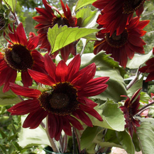 دوار شمس كرز الشوكولاتة - Chocolate Cherry Sunflowers
