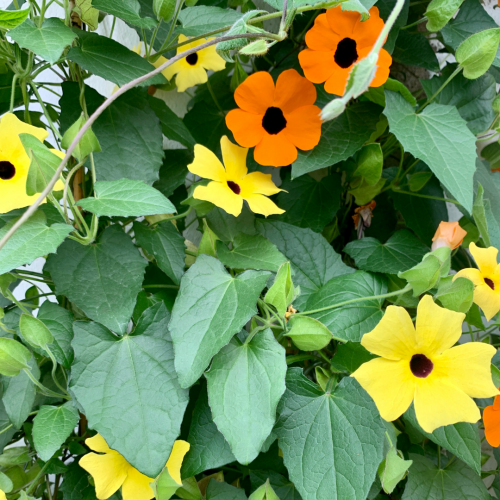 سوزان ذات العيون السوداء متسلقة - Black Eyed Susan Vine