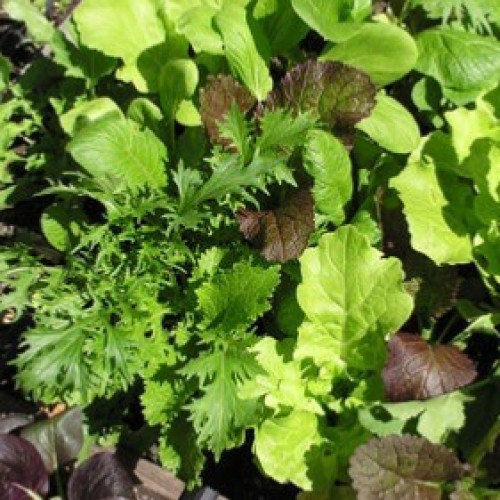 مكس سلطة ورقيات آسيوية صغيرة - Salad Asian Baby Leaf