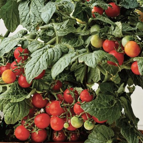 طماطم الشرفة - Veranda Red Tomato