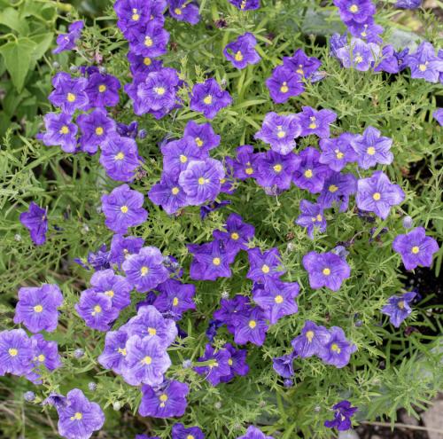 زهرة الكأس الرداء الأرجواني - Cupflower Purple Robe