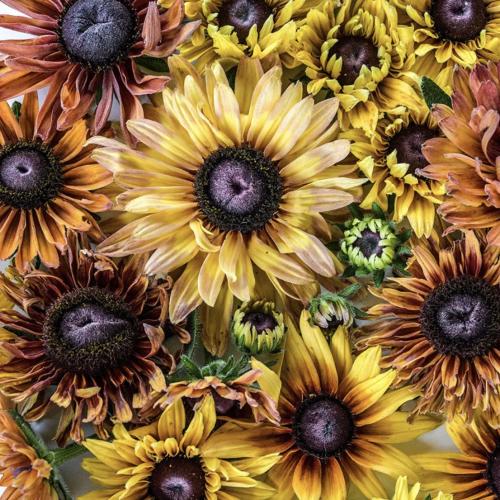 رودبكيا الكراميل - Caramel Rudbeckia