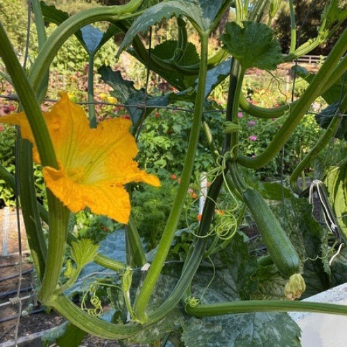 كوسه متسلقة خضراء - Climbing Zucchini Incredible Escalator