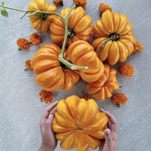 طماطم الأكورديون البرتقالية - Orange Accordion Tomato