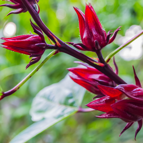 كركديه - Zinger Hibiscus