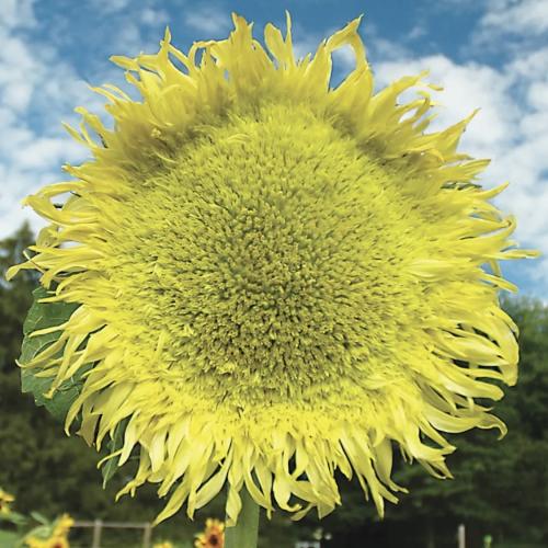 دوار الشمس زيوس - Zues Sunflower