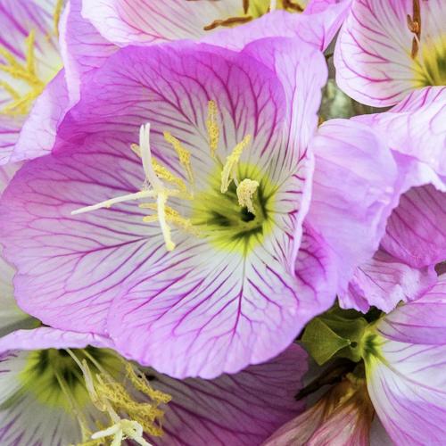 زهرة الربيع المسائية الوردية - Evening Primrose Pi...