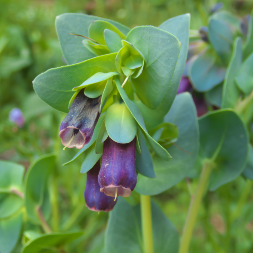 سرنته عشبة العسل فخر جبل طارق - Cerinthe Pride of Gibraltar