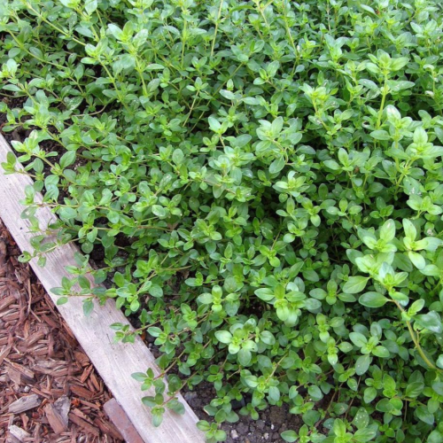 زعتر زاحف - Creeping Thyme