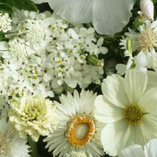 مكس زهور بيضاء - White Flower Mix