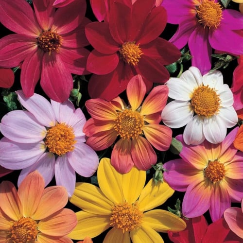 مكس داليا فكتوري - Victoriana Mix Dahlia