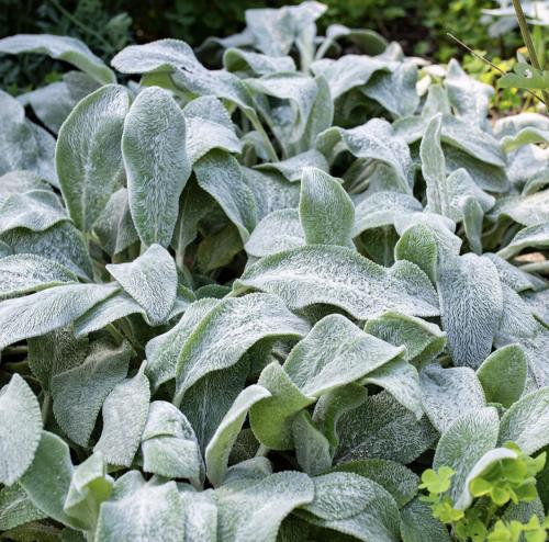 آذان الخروف - Lambs Ears