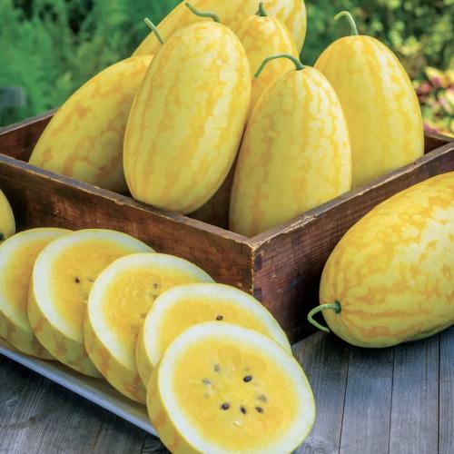 جح الذهب في الذهب - Gold in Gold Watermelon
