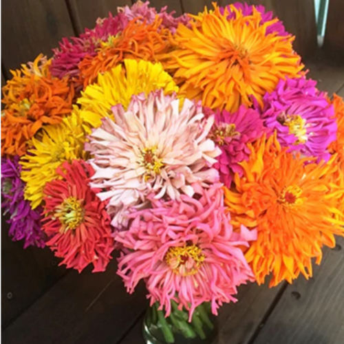 مكس زينيا الصبار - Raggedy Anne Cactus Zinnias