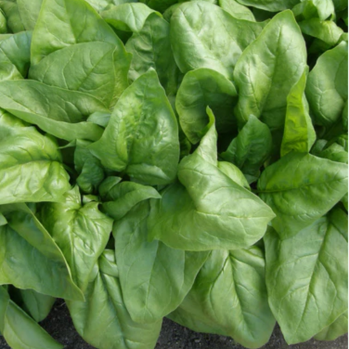 سبانخ طويلة الأمد قانقبسترز - Longstanding Spinach Gangbusters