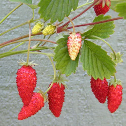 فراولة مينيونيت - Alpine Strawberries Mignonette