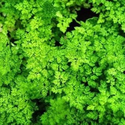 شرفيل - Chervil