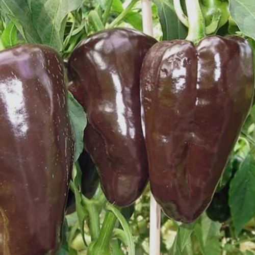 فلفل مولاتو إيسلينو - Mulato Isleno Pepper