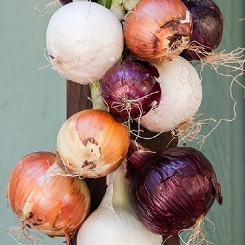 مكس بصل قوس المطر - Rainbow Trio Long Keeping Onions