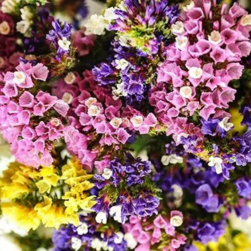 مكس ستاتس المحيط الهادي - Pacific Mix Statice