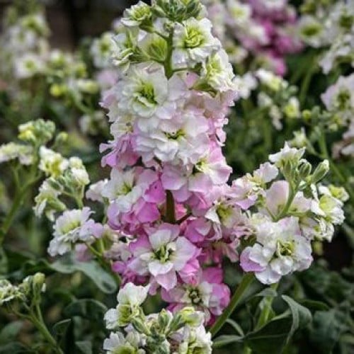 منثور الوردي العتيق - Spray Antique Pink Stock