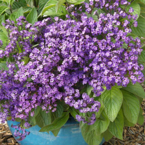 رقيب الشمس - Deep Marine Heliotrope