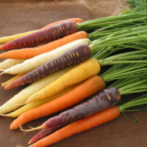 مكس جزر المهرج - Harlequin Mix Carrots