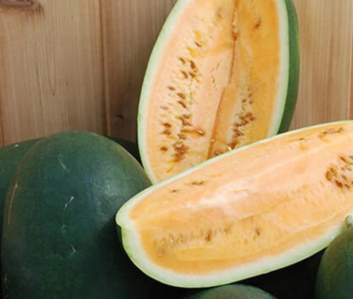 جح سيبيري حلو - Sweet Siberian Watermelon